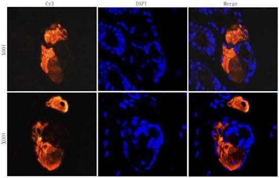 CD206 antibody