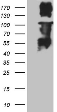 RAX Antibody