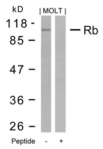 RB1 Antibody