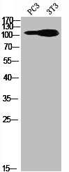 RB1 Antibody