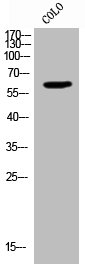 RBBP5 Antibody