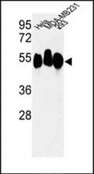 RBBP7 antibody