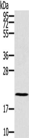 RBBP9 antibody