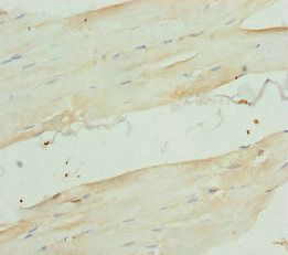 RBFOX1 Antibody