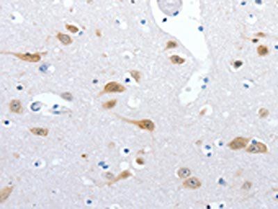 RBFOX3 antibody