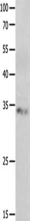 RBFOX3 Antibody