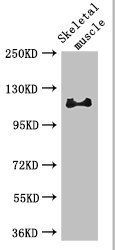 RBL1 Antibody
