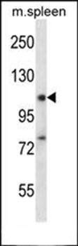 RBM12 antibody