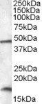 RBM3 Antibody