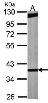 RBM4 antibody