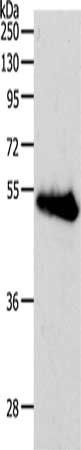 RBMS3 Antibody