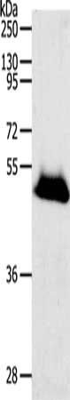 RBMS3 Antibody
