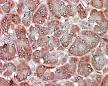 Goat anti-RBP1 Antibody