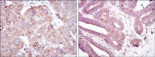 RBP4 Antibody