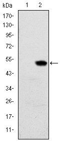 RBP4 Antibody