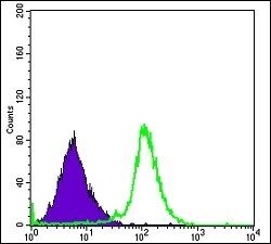 RBP4 Antibody