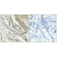 RBP5 Antibody