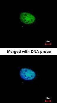 RBP-Jkappa antibody