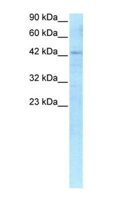 RBPJ antibody