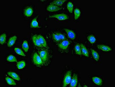 RBPMS Antibody