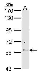 LETM1 antibody