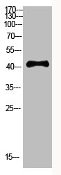 RCC1 Antibody