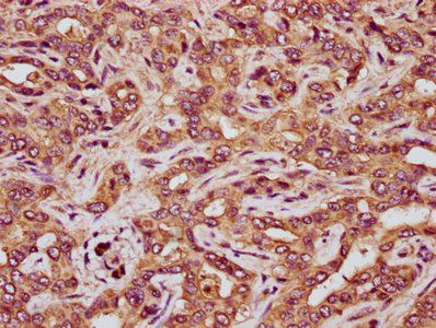 RCN3 Antibody