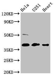 RCN3 Antibody