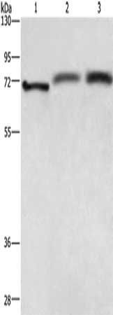 RDX Antibody