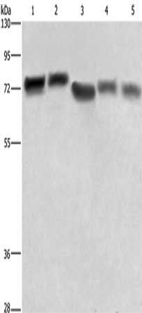 RDX antibody