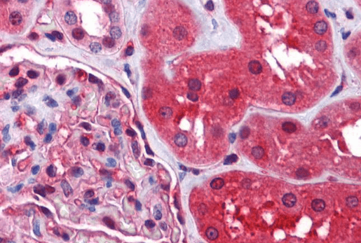 Goat anti-Radixin Antibody