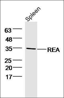 REA antibody