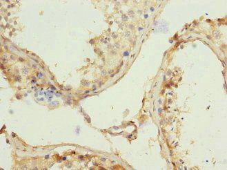 REC8 Antibody