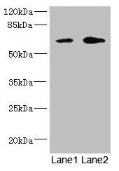 REC8 antibody