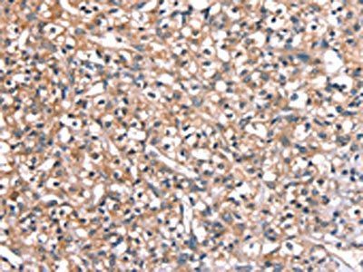 REC8 Antibody