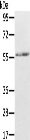 REC8 antibody