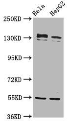 RECQL4 antibody