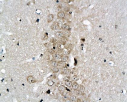 Reelin antibody
