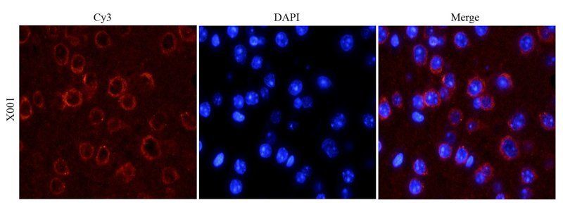 Reelin antibody