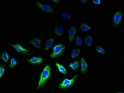 REEP2 Antibody