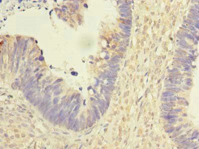 REEP2 Antibody