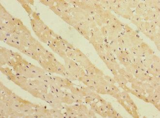 REEP3 Antibody