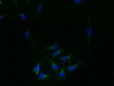 REEP4 Antibody