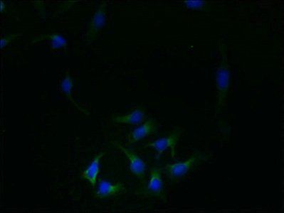 REEP4 antibody