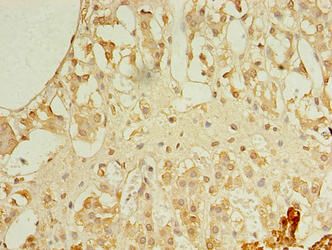 REEP4 Antibody