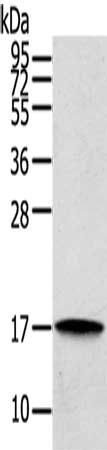 REG3A antibody