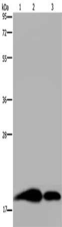 REG3G antibody