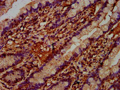 REG4 Antibody