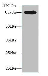 NDST1 Antibody