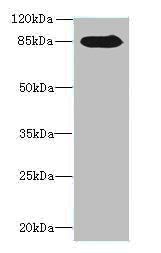 Regulator of G-protein signaling 20 antibody